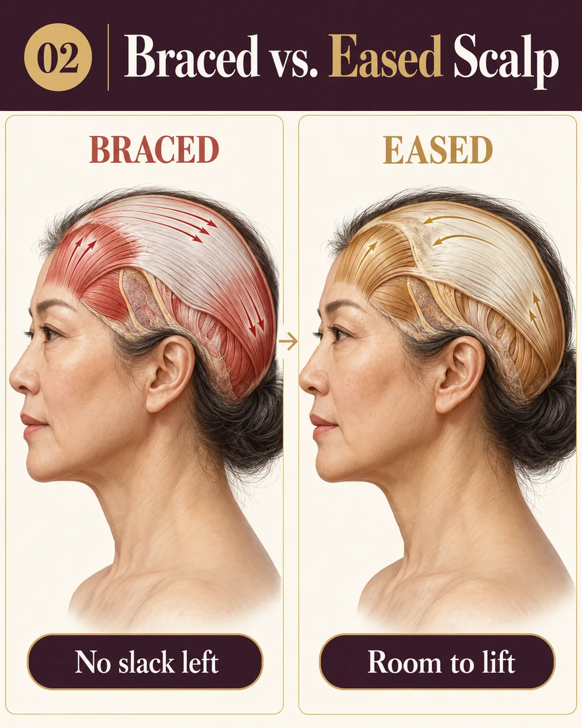 Braced versus eased scalp: anatomical illustration of the scalp and temple muscle gripped and tense on the left, soft and released on the right